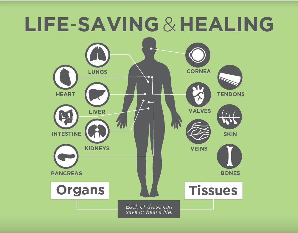 Diagram of what organs and tissues can be donated as a organ donor.